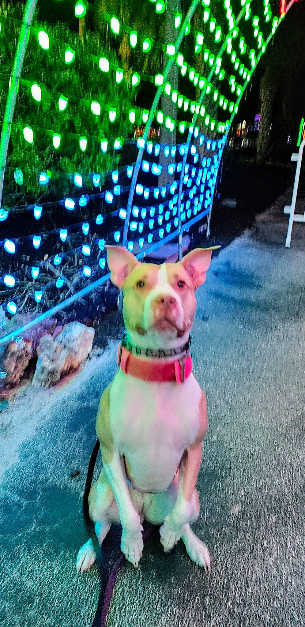 Eleven joined the competition — help win amazing prizes! carnivore, collar, companion_dog, dog, dog_breed, dog_clothes, dog_collar, dog_supply, electric_blue, fawn, grass, green, happy, light, pet_supply, pink, snout, tail, toy_dog, whiskers