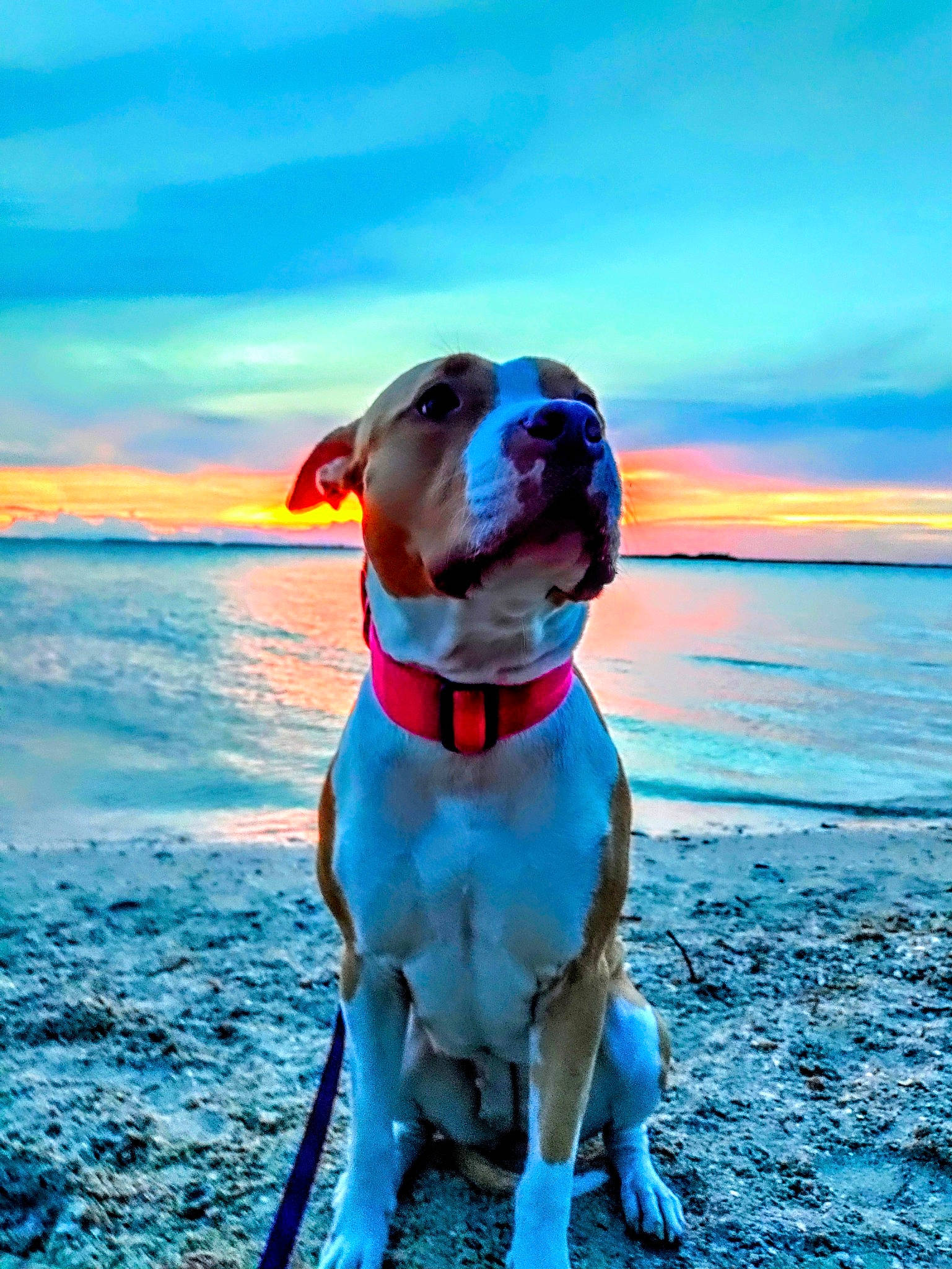 Eleven joined the competition — help win amazing prizes! beach, blue, carnivore, cloud, collar, companion_dog, dog, dog_breed, dog_collar, dog_supply, electric_blue, fawn, fun, horizon, liquid, pet_supply, sky, snout, sporting_group, water