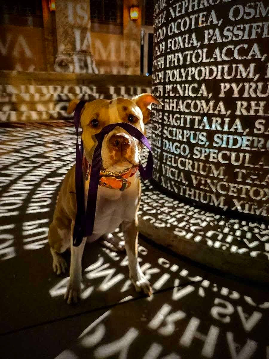 Eleven is registered to the contest to win money with this photo: canidae, carnivore, collar, companion_dog, dog, dog_breed, dog_collar, dog_supply, eyewear, fawn, flooring, leash, pet_supply, snout, sporting_group, tail, toy_dog, whiskers, wood, working_animal