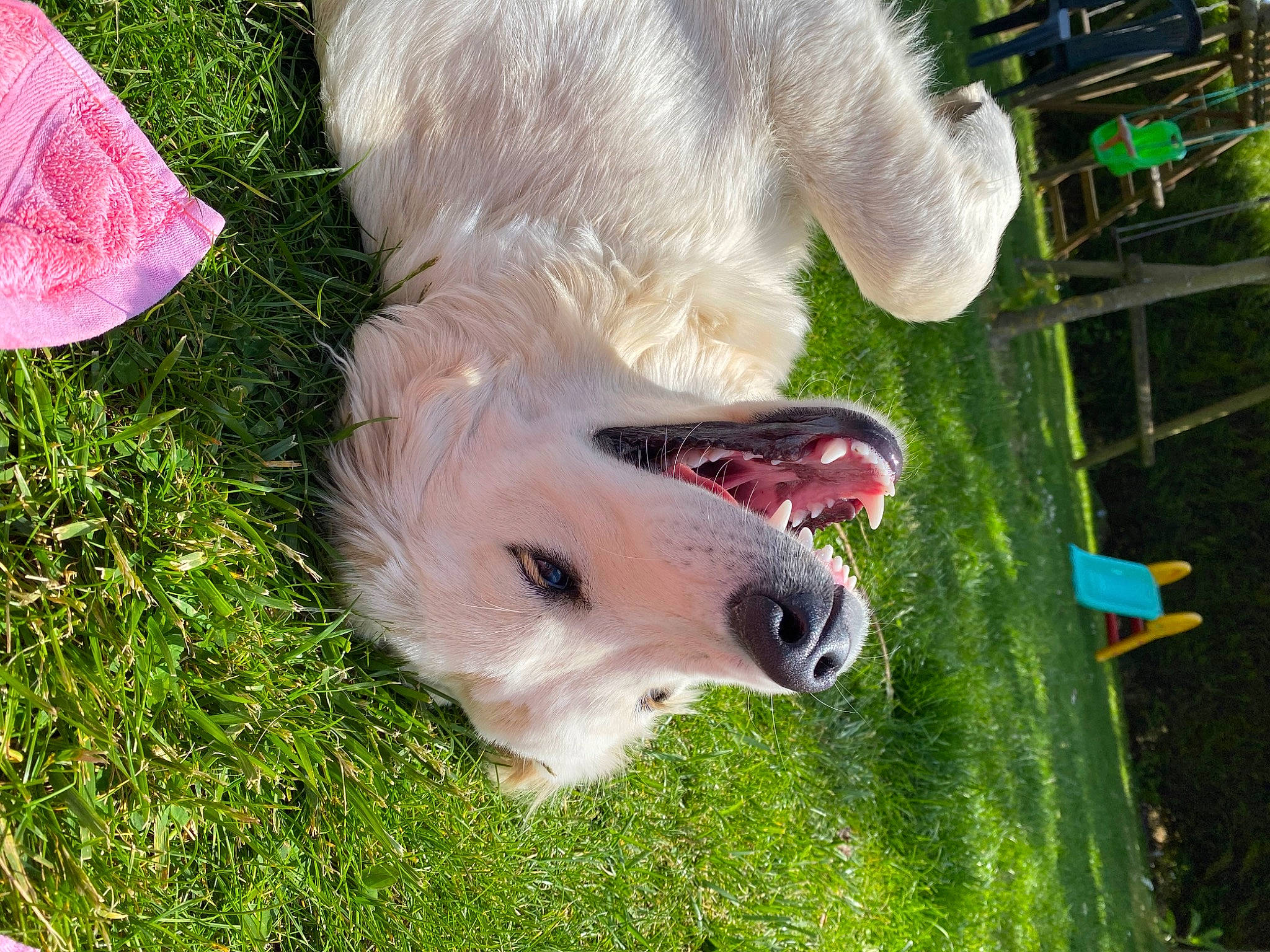 Petra participe au concours pour gagner de l'argent avec cette photo : canidae, carnivore, companion_dog, dog, dog_breed, fawn, golden_retriever, grass, nose, retriever, snout, sporting_group