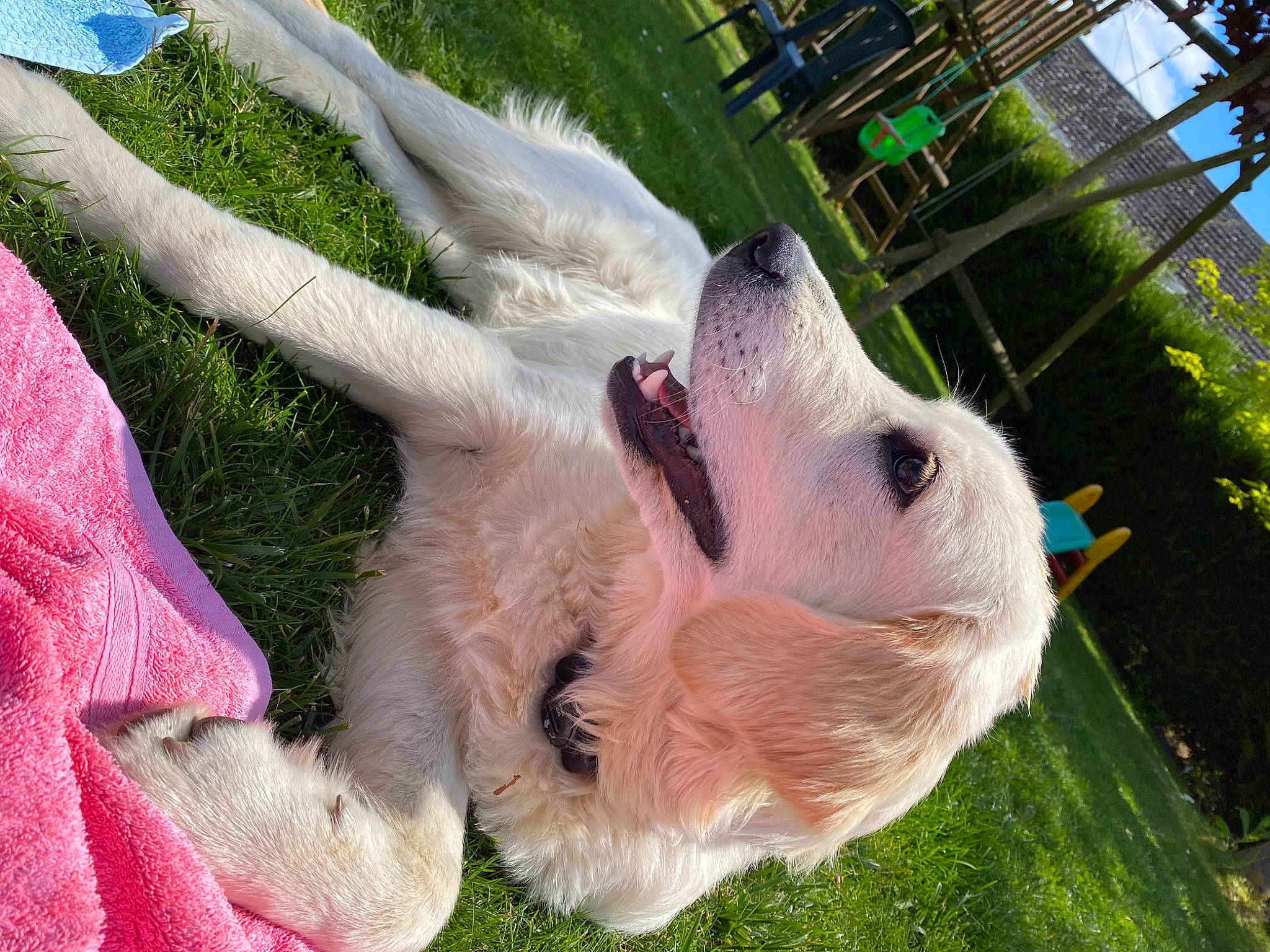 Petra participe au concours pour gagner de l'argent avec cette photo : canidae, carnivore, companion_dog, dog, dog_breed, fawn, golden_retriever, grass, non_sporting_group, nose, puppy, retriever, snout, sporting_group