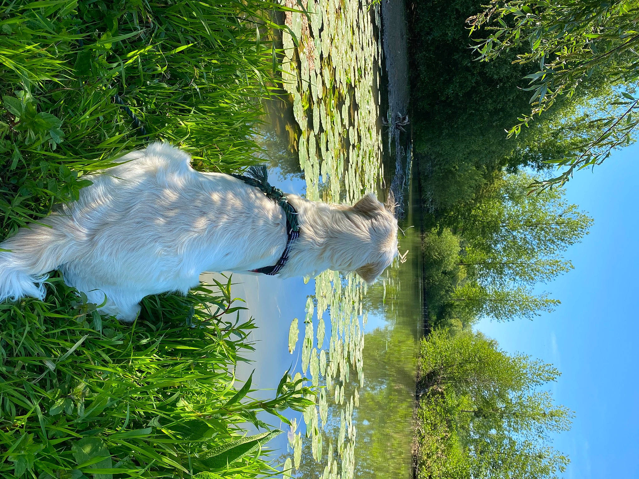 Petra a rejoint le concours — aidez-le/la à gagner de superbes lots ! branch, cat, felidae, forest, lake, plant, reflection, sunlight, tail, tree, trunk, water, wildlife