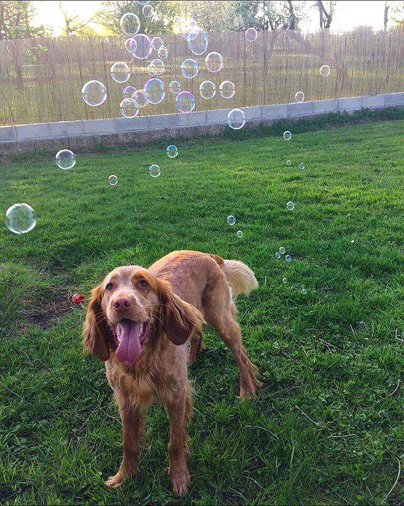 Jeena a rejoint le concours — aidez-le/la à gagner de superbes lots ! american_cocker_spaniel, basset_fauve_de_bretagne, canidae, carnivore, cocker_spaniel, dog, dog_breed, english_cocker_spaniel, golden_retriever, grass, irish_setter, lawn, liver, mammal, retriever, setter, spinone_italiano, sporting_group, vertebrate, vizsla