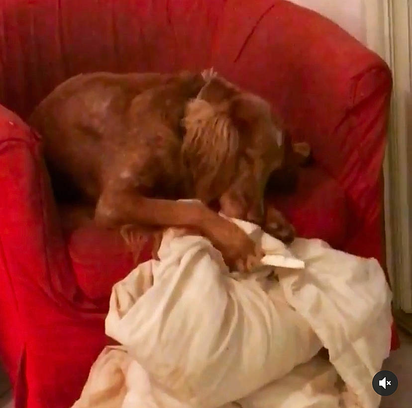 Jeena a rejoint le concours — aidez-le/la à gagner de superbes lots ! bedtime, canidae, carnivore, comfort, companion_dog, dog, dog_breed, dog_supply, duvet, fawn, flesh, fur, gun_dog, hardwood, linens, liver, nap, room, sporting_group, working_animal