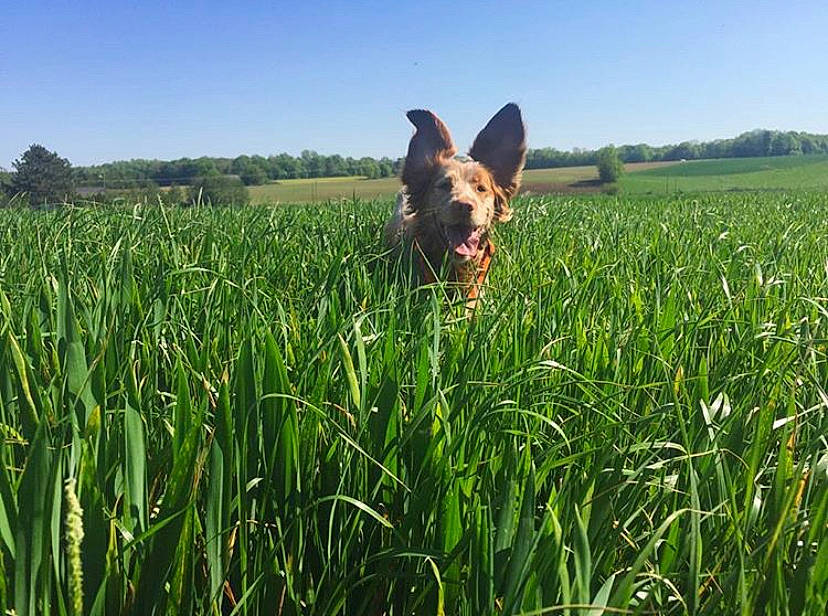 Jeena participe au concours pour gagner de l'argent avec cette photo : agriculture, canidae, carnivore, crop, dog, farm, field, fodder, german_shepherd_dog, grass, grass_family, grassland, meadow, pasture, plant, prairie, sporting_group