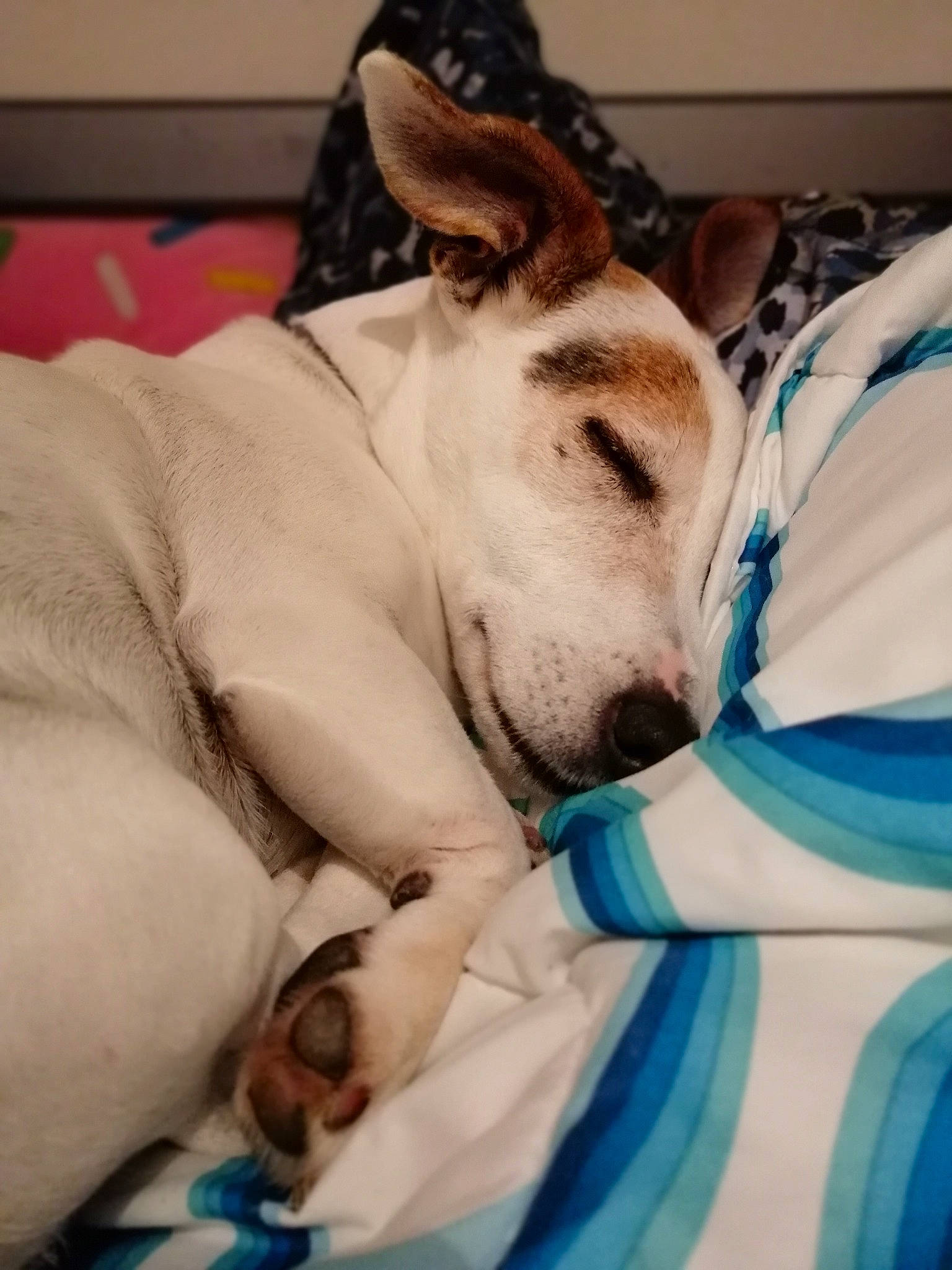 Gena a rejoint le concours — aidez-le/la à gagner de superbes lots ! canidae, carnivore, companion_dog, dog, dog_breed, ear, fawn, fox_terrier, mammal, nap, non_sporting_group, rat_terrier, sleep, smooth_fox_terrier, snout, whippet