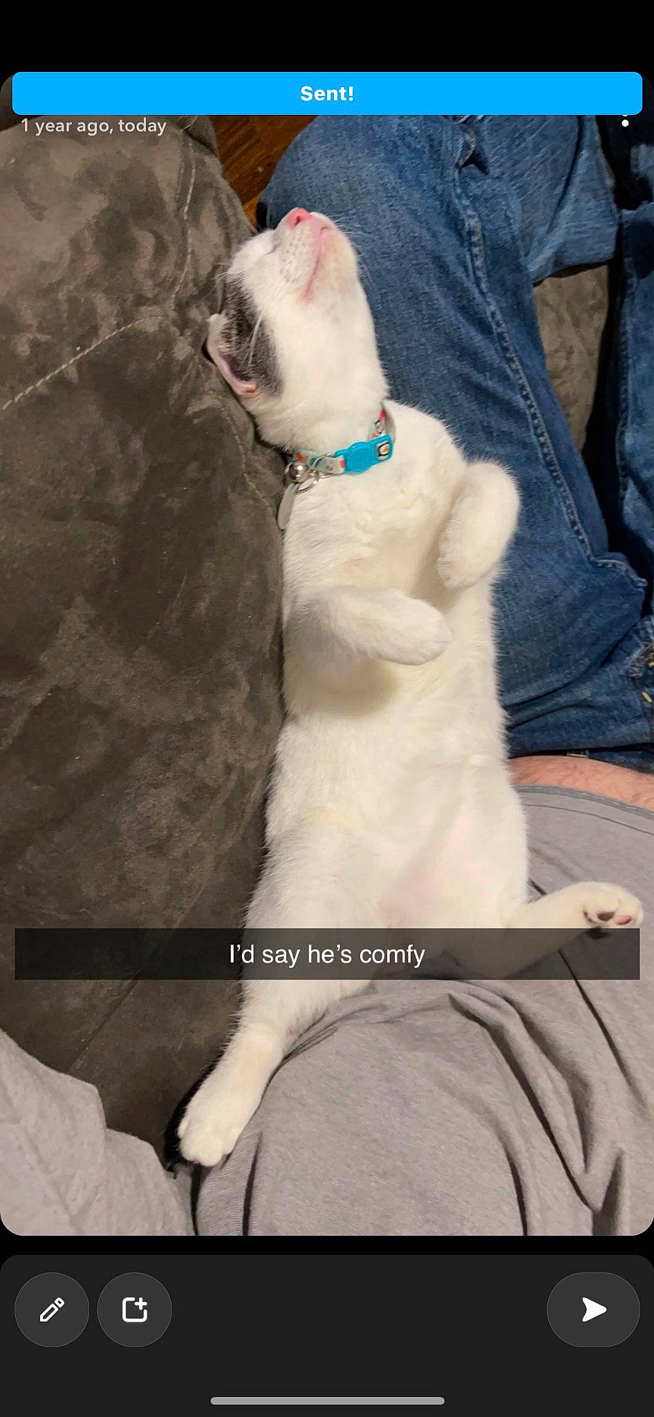 Gabriel is registered to the contest to win money with this photo: carnivore, cat, collar, comfort, companion_dog, dog_breed, eyewear, fawn, felidae, formal_wear, fur, glasses, sitting, sleeve, small_to_medium_sized_cats, sunglasses, tail, thigh, tie, whiskers