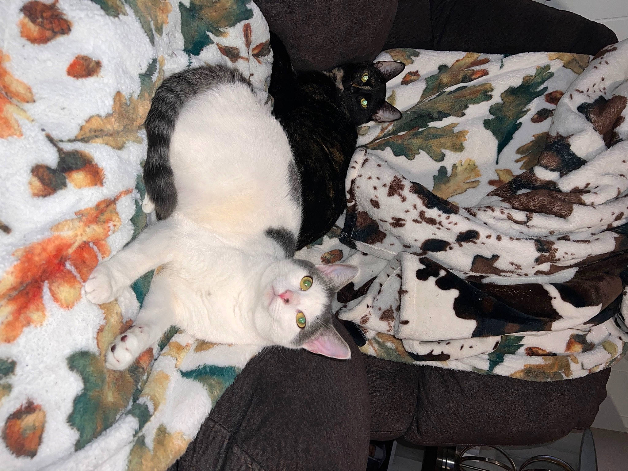 Gabriel joined the competition — help win amazing prizes! bag, canidae, carnivore, cat, comfort, companion_dog, dog_breed, domestic_short_haired_cat, felidae, fur, linens, non_sporting_group, pattern, small_to_medium_sized_cats, sporting_group, tail, toy, whiskers