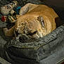 dog, bulldog, sleeping, indoor, pet_bed, toy, resting, cozy, fur, animal, paw, bed, quiet, relaxation, canine, nap, domestic, brown, fur_texture, companion
