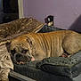 Knucklehead is registered to the contest to win money with this photo: dog, bulldog, pet, sleeping, bed, blanket, indoor, cozy, resting, fur, animal, canine, comfort, tired, laying, paw, head, snout, wrinkles, floor