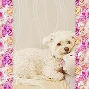 Chanel participe au concours pour gagner de l'argent avec cette photo : bichon, bichon_frise, bolognese, canidae, carnivore, companion_dog, dog, dog_breed, heart, maltese, morkie, non_sporting_group, pink, puppy, puppy_love, shih_tzu, toy_dog