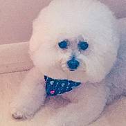 Didi is registered to the contest to win money with this photo: bichon, bichon_frise, bolognese, bolonka, canidae, carnivore, companion_dog, dog, dog_breed, maltepoo, maltese, mammal, non_sporting_group, nose, poodle_crossbreed, puppy, puppy_love, rare_breed_dog, toy_dog, toy_poodle