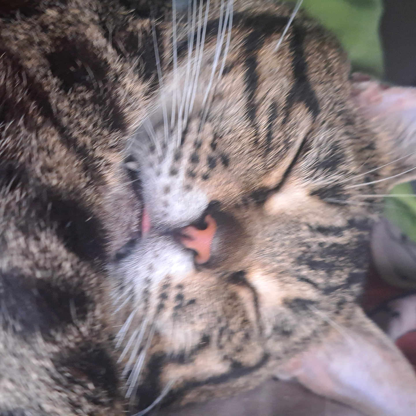 Koda is registered to the contest to win money with this photo: abyssinian, animal, bodypart, cat, ear, egyptiancat, kitten, manx, mouth, ocelot, person, pet, sleeping, tongue