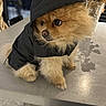dog, pomeranian, pet, hooded_jacket, clothing, table, indoor, brown_fur, small_dog, animal, cute, fluffy, sitting, face, eyes, fur, domestic_animal, houseplant, vase, dried_flowers