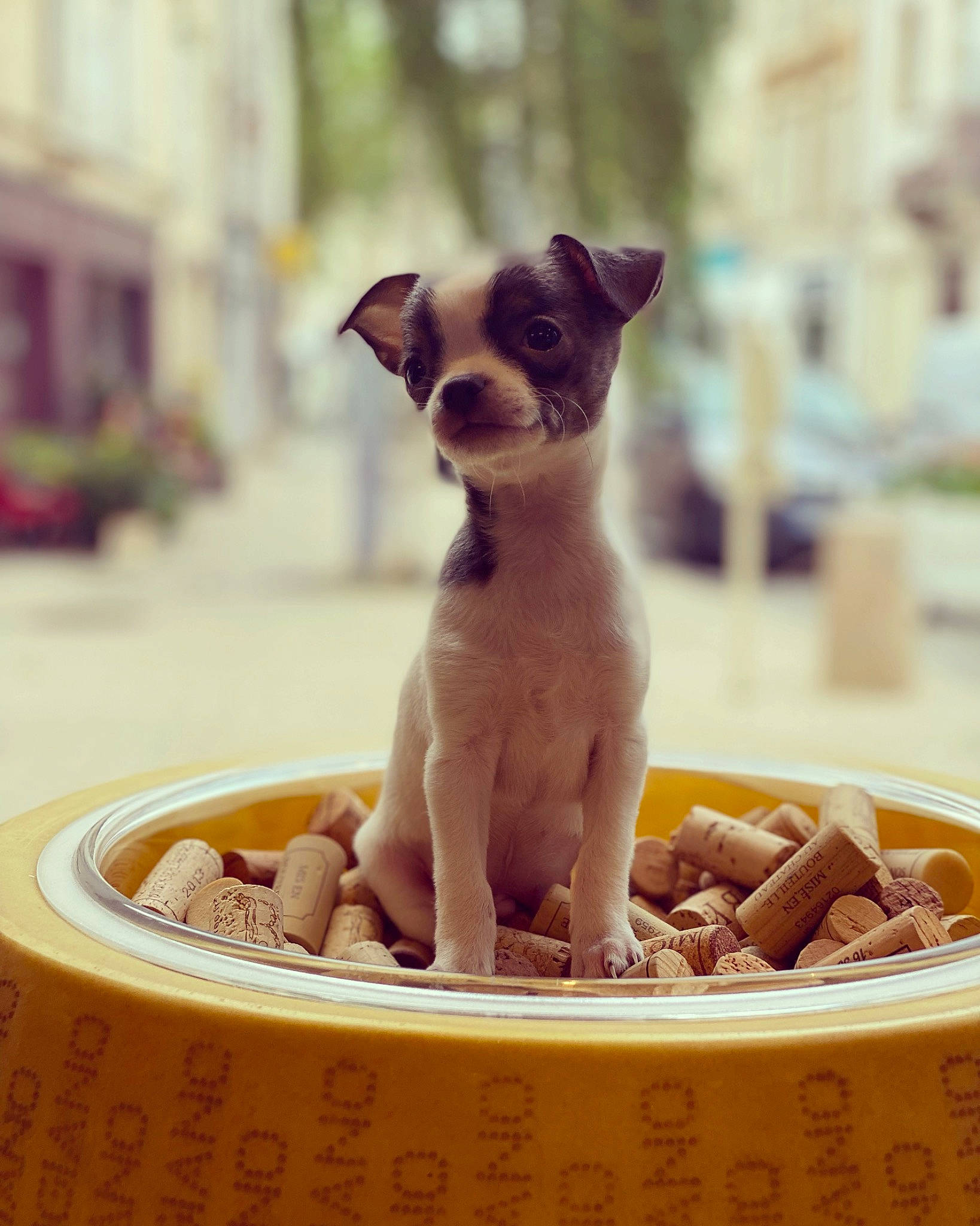 Raymond participe au concours pour gagner de l'argent avec cette photo : animal_feed, bowl, carnivore, chihuahua, companion_dog, cup, dog, dog_breed, fawn, ingredient, mixing_bowl, pet_food, pet_supply, recipe, snout, sweetness, terrestrial_animal, toy_dog, vertebrate, working_animal