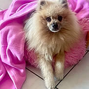 Ludwig participe au concours pour gagner de l'argent avec cette photo : alert, animal, companion, cozy, cute, dog, domestic, fluffy, fur, indoor, mammal, pet, pink_blanket, pink_cushion, pomeranian, portrait, relaxed, resting, small_dog, tile_floor