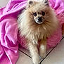 alert, animal, companion, cozy, cute, dog, domestic, fluffy, fur, indoor, mammal, pet, pink_blanket, pink_cushion, pomeranian, portrait, relaxed, resting, small_dog, tile_floor