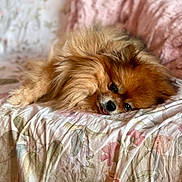 Bacchus a rejoint le concours — aidez-le/la à gagner de superbes lots ! animal, bed, blanket, cozy, cute, dog, face, fluffy, fur, home, indoor, lying_down, nose, pet, pomeranian, resting, sleepy, small_dog, soft, tongue