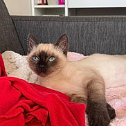 Nuage participe au concours pour gagner de l'argent avec cette photo : animal, blanket, blue_eyes, bottle, cat, container, couch, cozy, cute, fur, furniture, home, indoor, kitten, pet, red_fabric, relaxing, resting, shelf, siamese_cat