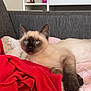 animal, blanket, blue_eyes, bottle, cat, container, couch, cozy, cute, fur, furniture, home, indoor, kitten, pet, red_fabric, relaxing, resting, shelf, siamese_cat
