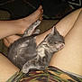 Cream joined the competition — help win amazing prizes! animal, camo_shorts, cat, comfort, cozy, cute, domestic, feet, fur, home, indoor, kitten, lap, legs, nap, person, pet, relaxation, resting, sleeping