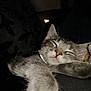 Cream is registered to the contest to win money with this photo: animal, cat, closeup, content, cozy, cute, domestic_animal, face, feline, fur, grey_fur, indoor, kitten, paw, pet, relaxed, resting, sleeping, tabby, whiskers