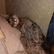 Cream is registered to the contest to win money with this photo: animal, blanket, cat, closeup, cozy, cute, domestic_cat, fluffy, fur, gray_cat, indoor, nap, paw, pet, relaxed, resting, sleeping, soft, tabby, whiskers