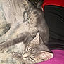 animal, blanket, casual, cat, closeup, clothing, ear, feline, fur, gray_cat, indoor, kitten, patterned_blanket, paw, person, pet, resting, sleepy, tabby, whiskers