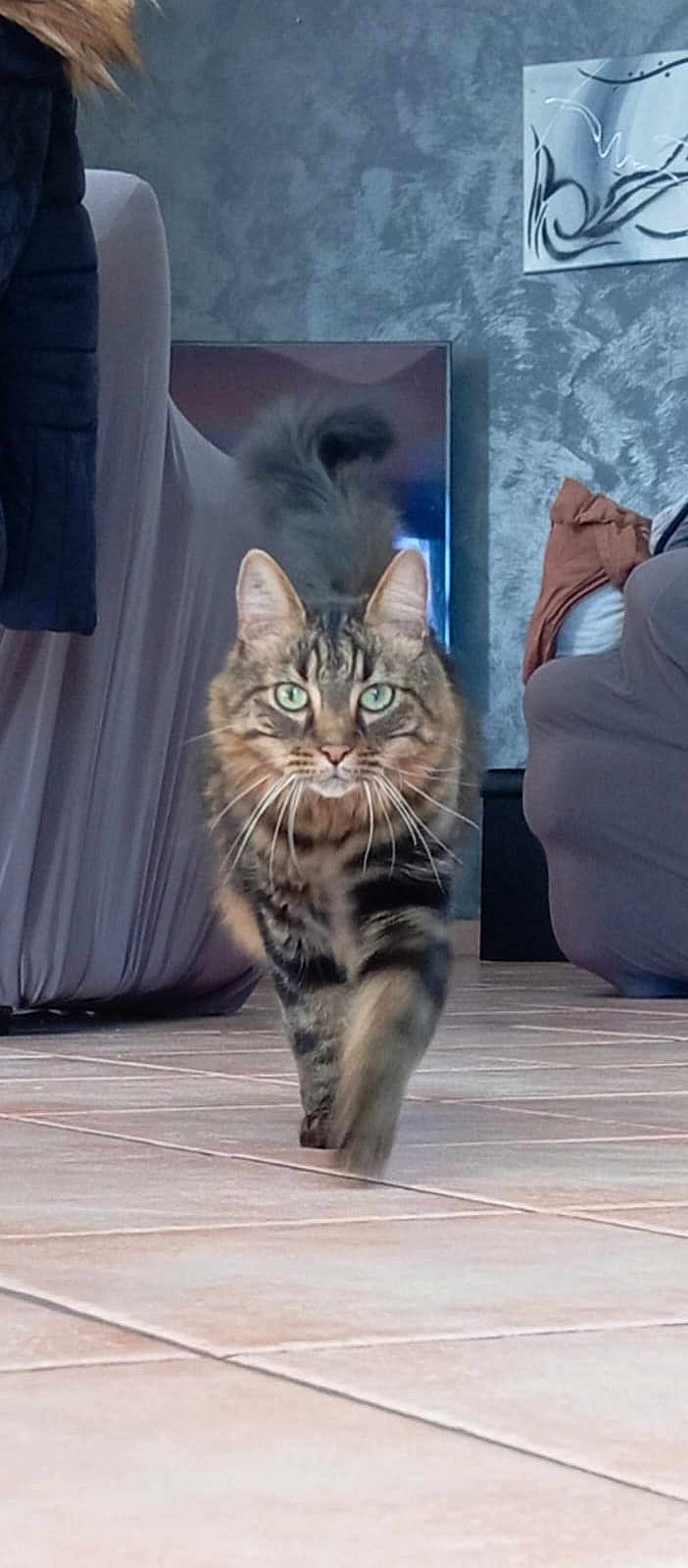 Biscuit participe au concours pour gagner de l'argent avec cette photo : cat, tabby_cat, indoor, floor_tiles, walking, green_eyes, fluffy_tail, furniture, sofa, blanket, wall_texture, pet, animal, domestic_cat, close_up, focused, living_room, fur, whiskers, curious