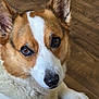 dog, corgi, pet, animal, close_up, brown, white, fur, ears, nose, eyes, floor, wooden_floor, indoor, cute, lying_down, portrait, mammal, canine, companion