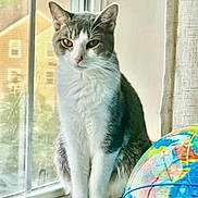 Oya joined the competition — help win amazing prizes! animal, cat, contemplative, cozy, curtains, domestic, feline, globe, gray_and_white, home, house, indoor, natural_light, peaceful, pets, quiet, reflection, sitting, still_life, window