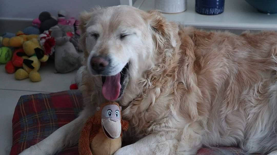 Elfy a rejoint le concours — aidez-le/la à gagner de superbes lots ! canidae, carnivore, companion_dog, dog, dog_breed, golden_retriever, great_pyrenees, livestock_guardian_dog, mammal, maremma_sheepdog, retriever, slovak_cuvac, snout, sporting_group, vertebrate