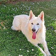Baltoom a rejoint le concours — aidez-le/la à gagner de superbes lots ! animal, canine, daisies, dog, ears_up, flowers, friendly, grass, greenery, happy, lying_down, mammal, nature, outdoor, pet, spring, summer, sunlight, tongue_out, white_dog