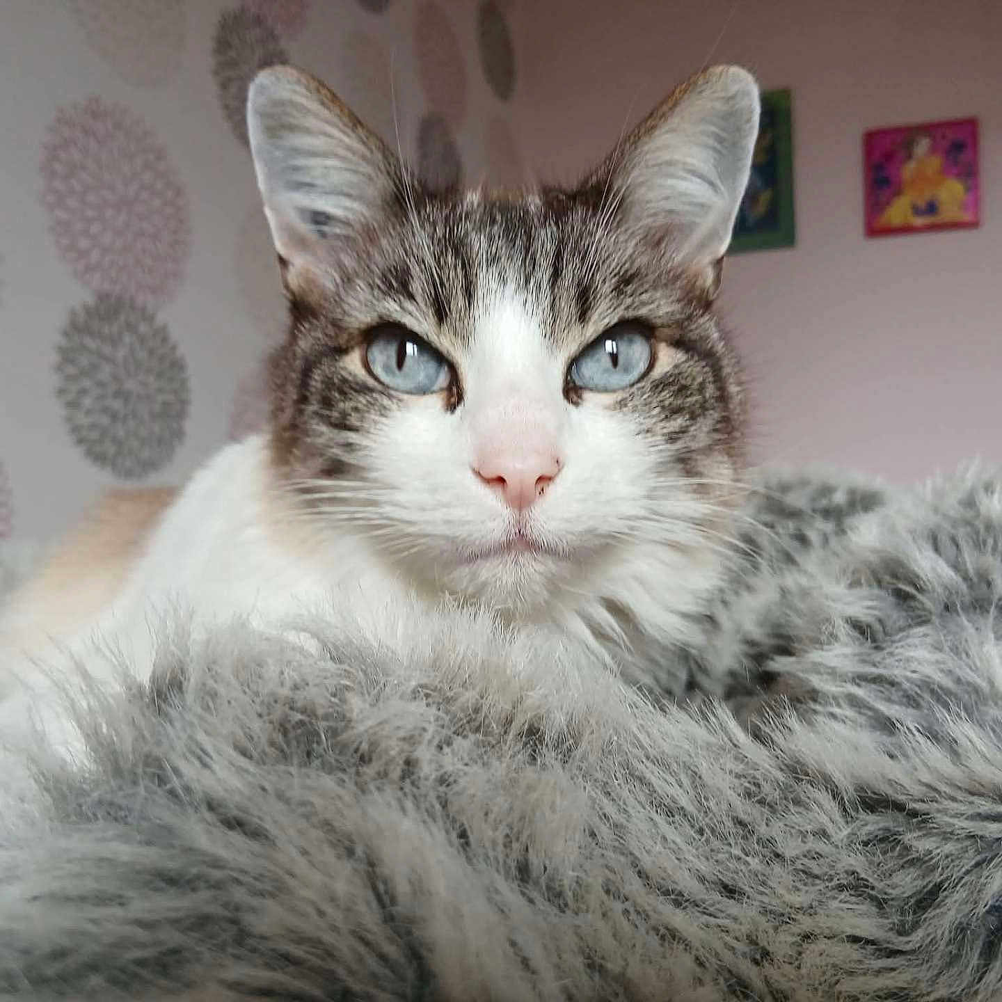 Bountie a rejoint le concours — aidez-le/la à gagner de superbes lots ! cat, blue_eyes, fluffy_blanket, indoor, wall_pattern, framed_picture, close_up, pet, feline, cozy, resting, fur, animal, cute, portrait, home, relaxed, soft_texture, whiskers, ears