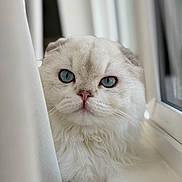 Caesar joined the competition — help win amazing prizes! cat, fluffy, white_cat, blue_eyes, curtain, windowsill, indoors, pet, feline, closeup, portrait, fur, whiskers, cute, animal, looking, soft_light, window, domestic_cat, face