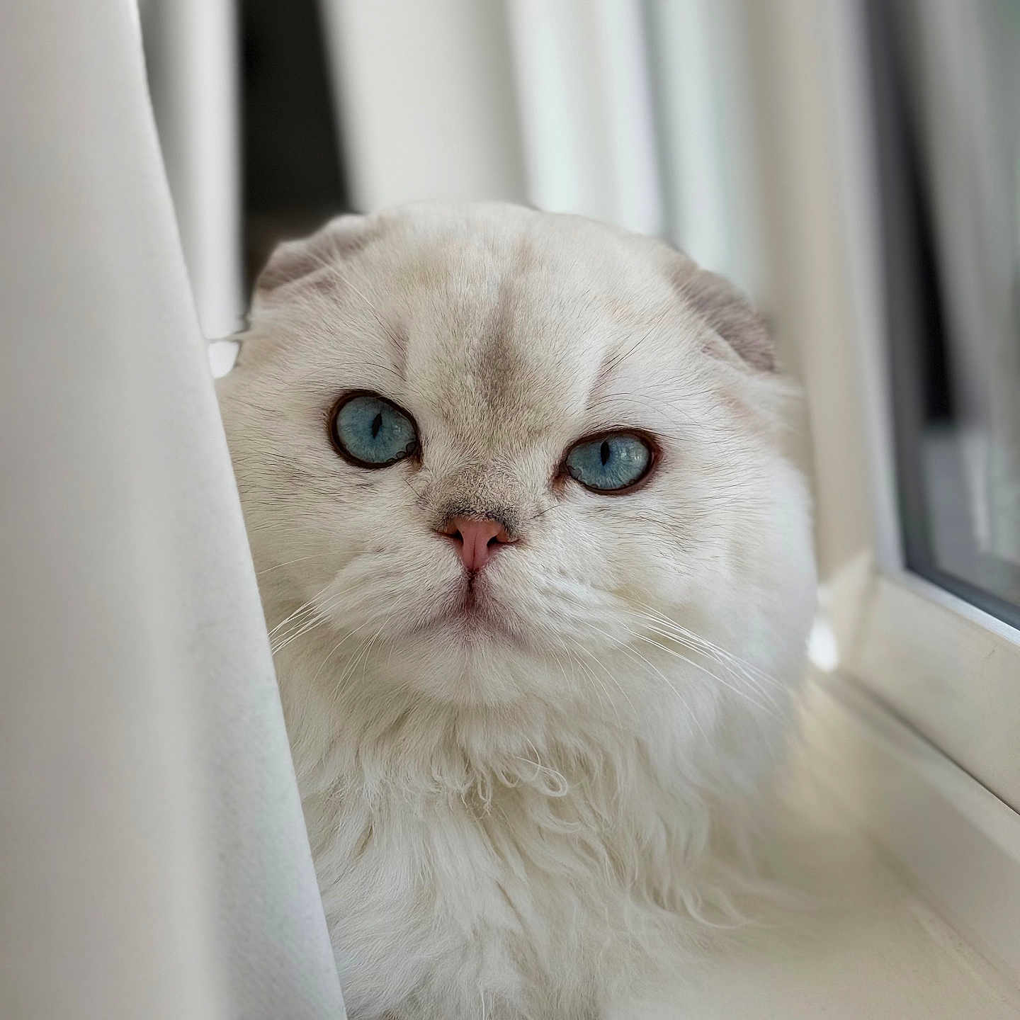 Caesar joined the competition — help win amazing prizes! cat, fluffy, white_cat, blue_eyes, curtain, windowsill, indoors, pet, feline, closeup, portrait, fur, whiskers, cute, animal, looking, soft_light, window, domestic_cat, face