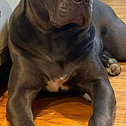 Stormi May joined the competition — help win amazing prizes! dog, canine, pet, indoors, wooden_floor, kitchen, large_dog, muscular, black_coat, relaxed, animal, domestic_animal, floor, quiet, resting, ears_up, paw, snout, calm, companion