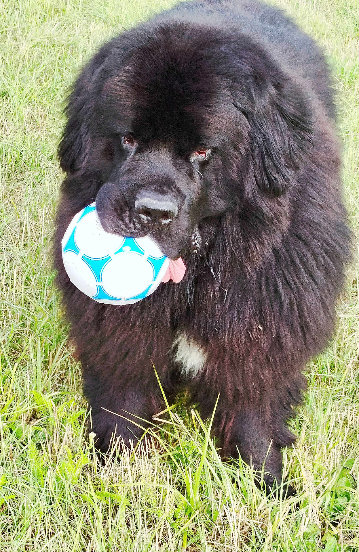 Usko participe au concours pour gagner de l'argent avec cette photo : dog, black_dog, ball, grass, outdoor, pet, animal, playful, tongue, fluffy, fur, nature, mammal, field, canine, happy, young_dog, summer, daylight, closeup