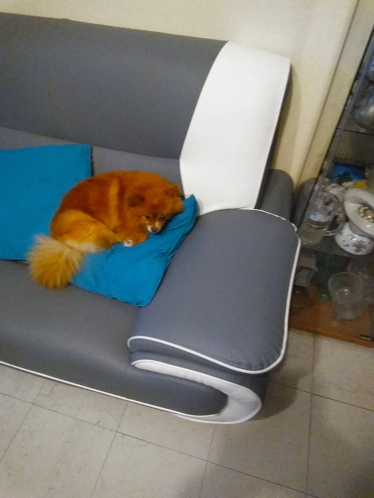 Miel a rejoint le concours — aidez-le/la à gagner de superbes lots ! canidae, carnivore, cat, chair, comfort, companion_dog, couch, dog_breed, felidae, furniture, sporting_group