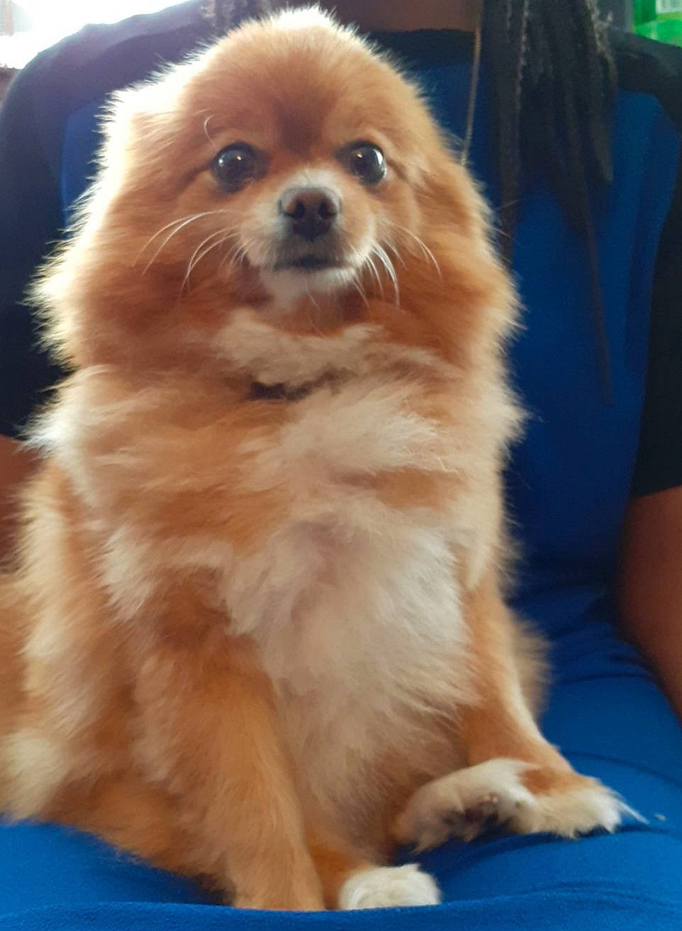 Miel participe au concours pour gagner de l'argent avec cette photo : ancient_dog_breeds, canidae, carnivore, companion_dog, dog, dog_breed, fawn, german_spitz, german_spitz_klein, mammal, non_sporting_group, pomeranian, puppy, rare_breed_dog, snout, spitz, sporting_group, tibetan_spaniel, toy_dog, vertebrate