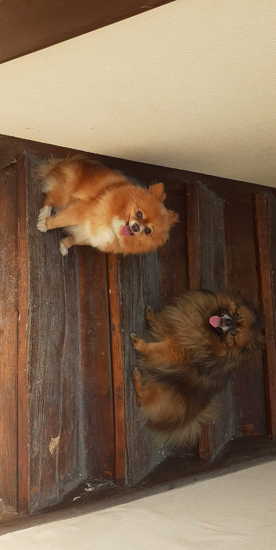 Miel participe au concours pour gagner de l'argent avec cette photo : canidae, carnivore, dog, dog_breed, fawn, finnish_spitz, fur, german_spitz, german_spitz_klein, pomeranian, spitz, wood