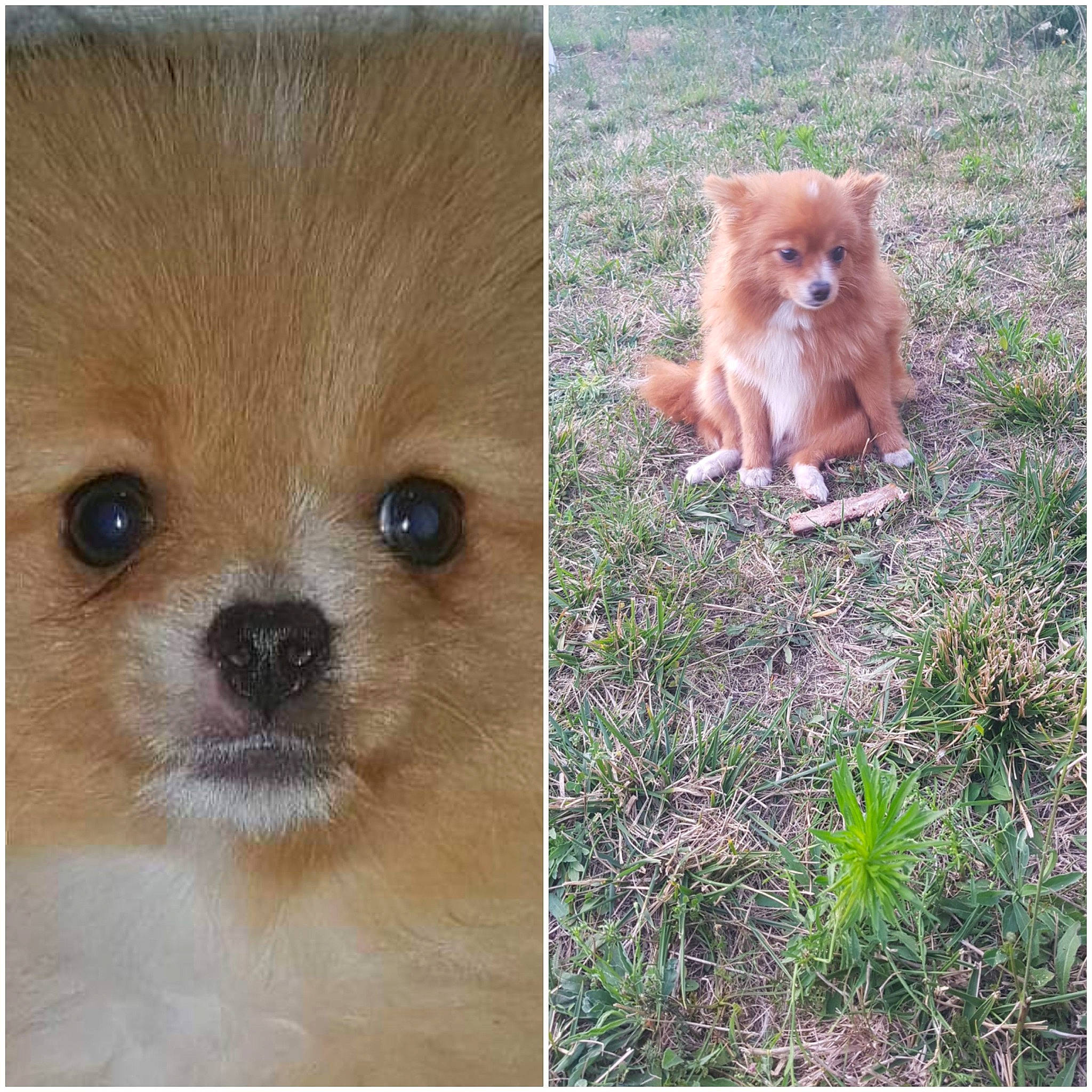 Miel participe au concours pour gagner de l'argent avec cette photo : ancient_dog_breeds, canidae, carnivore, companion_dog, dog, dog_breed, fawn, german_spitz, german_spitz_klein, german_spitz_mittel, mammal, non_sporting_group, pomeranian, puppy, spitz, toy_dog, vertebrate, volpino_italiano