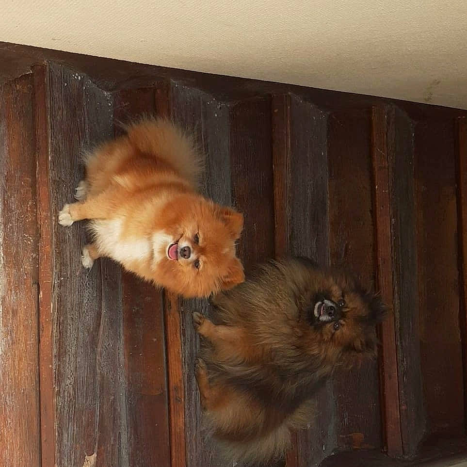 Jipsy participe au concours pour gagner de l'argent avec cette photo : canidae, carnivore, companion_dog, dog, dog_breed, fawn, finnish_spitz, fur, german_spitz, german_spitz_klein, persian, pomeranian, spitz, wood