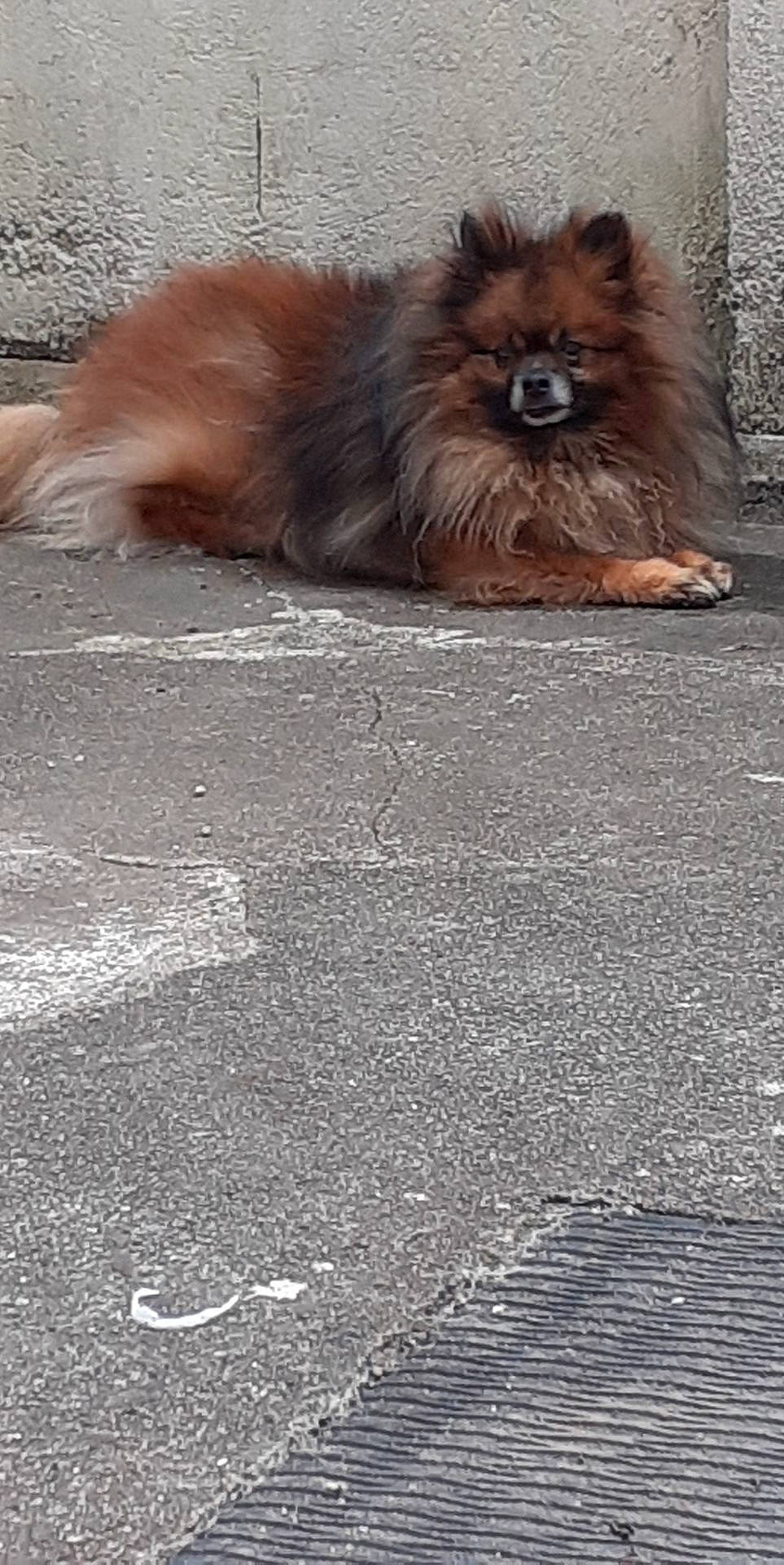 Jipsy a rejoint le concours — aidez-le/la à gagner de superbes lots ! canidae, carnivore, cat, dog, dog_breed, fawn, felidae, fur, german_spitz, mammal, pomeranian, spitz, vertebrate, whiskers