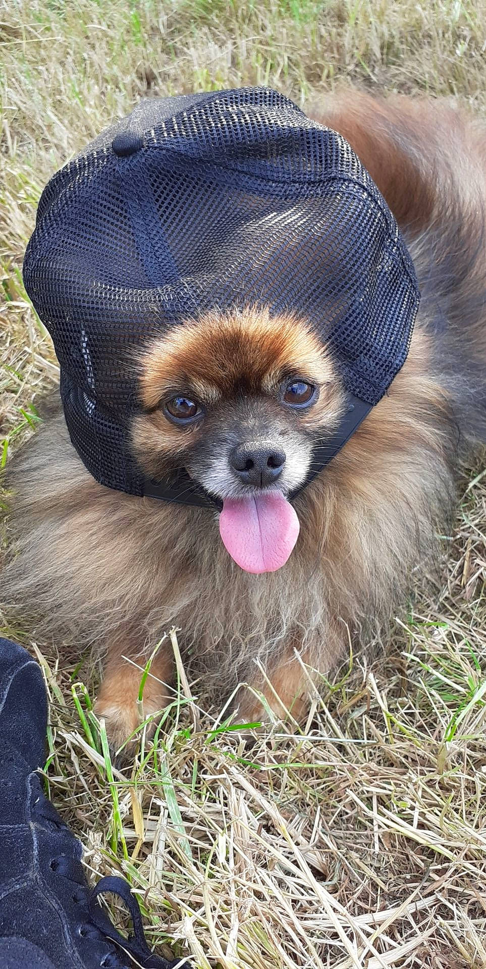 Jipsy a rejoint le concours — aidez-le/la à gagner de superbes lots ! canidae, carnivore, companion_dog, dog, dog_breed, ear, fawn, fur, grass, mammal, non_sporting_group, pomeranian, puppy, rare_breed_dog, snout, tibetan_spaniel, toy_dog