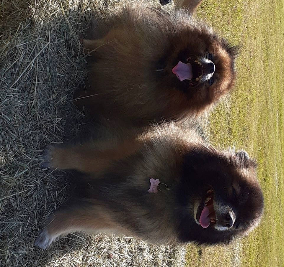 Chanel a rejoint le concours — aidez-le/la à gagner de superbes lots ! canidae, carnivore, mammal, nose, snout, vertebrate