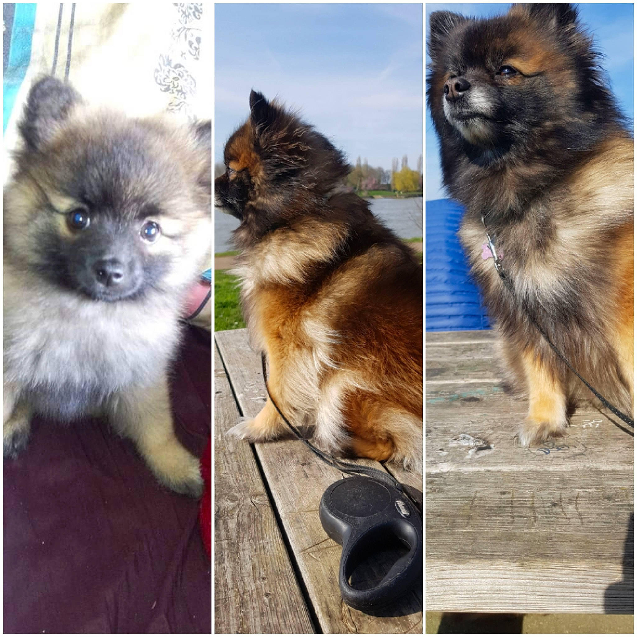 Chanel a rejoint le concours — aidez-le/la à gagner de superbes lots ! ancient_dog_breeds, canidae, carnivore, companion_dog, dog, dog_breed, eurasier, fawn, german_spitz, german_spitz_mittel, keeshond, mammal, non_sporting_group, pomeranian, puppy, spitz, toy_dog, vertebrate