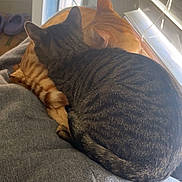 Lemon And Tangerine joined the competition — help win amazing prizes! animal, blanket, blinds, cat, cats, closeup, cozy, cute, domestic, fur, indoor, orange_cat, pair, pet, resting, sleeping, snuggling, sunlight, tabby_cat, window