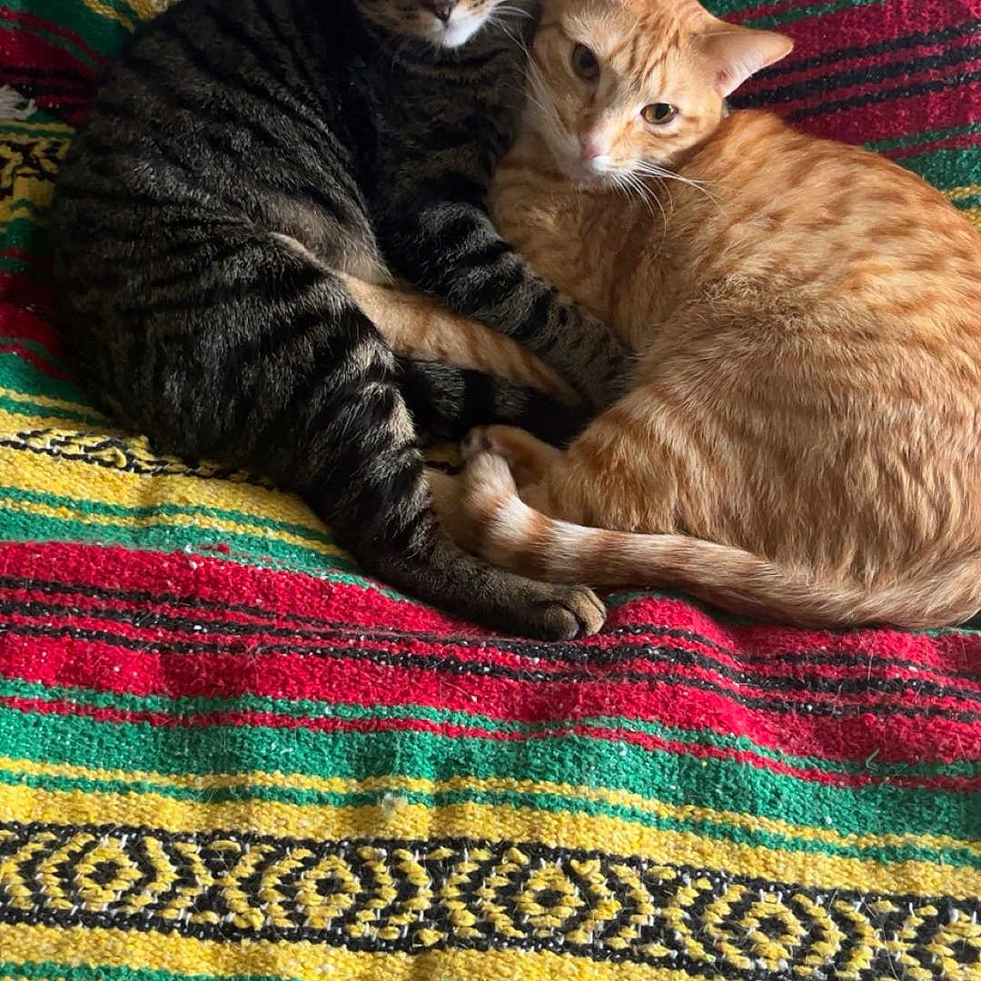 Lemon And Tangerine joined the competition — help win amazing prizes! animal, blanket, cat, colorful, companions, cozy, cuddling, cute, cute_animals, domestic_cat, fur, indoor, looking, orange_cat, pets, resting, striped, tabby_cat, two_cats, zebra_pattern