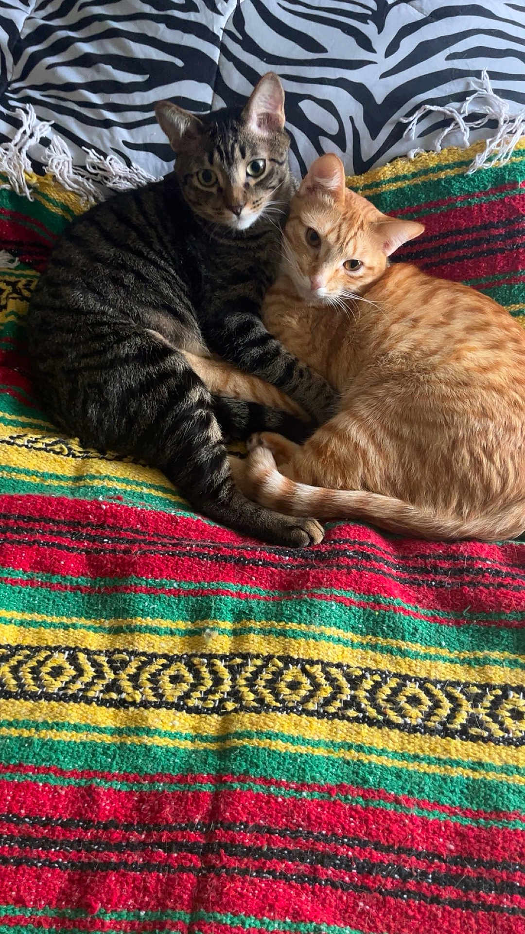 Lemon And Tangerine joined the competition — help win amazing prizes! animal, blanket, cat, colorful, companions, cozy, cuddling, cute, cute_animals, domestic_cat, fur, indoor, looking, orange_cat, pets, resting, striped, tabby_cat, two_cats, zebra_pattern